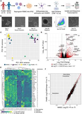 Reactive Astrocytes Derived From Human Induced Pluripotent Stem Cells Suppress Oligodendrocyte Precursor Cell Differentiation